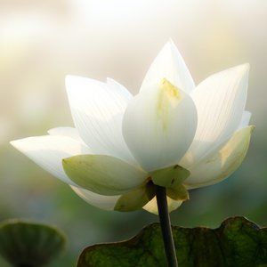 Meet your Posher, Olive